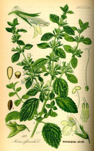 Meliphylla Balm Gentle - Melissa officinalis - мелисса лекарственная